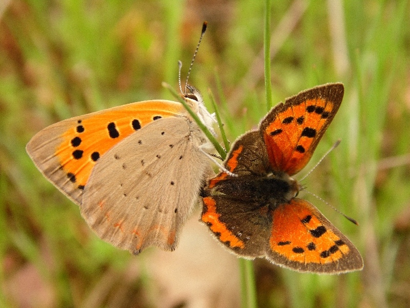 Lycaena phlaeas : accoppiamento